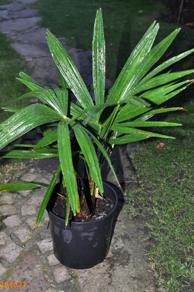 Trachycarpus fortunei
