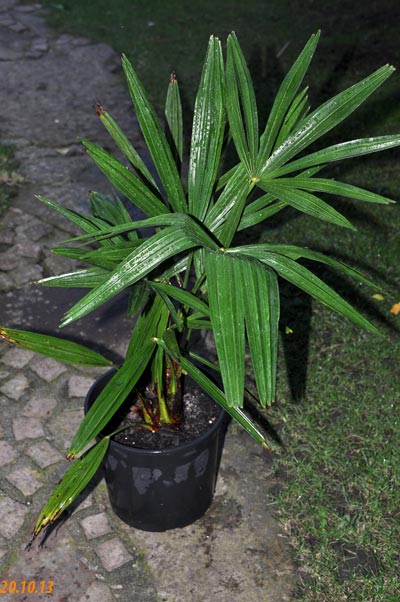Trachycarpus fortunei