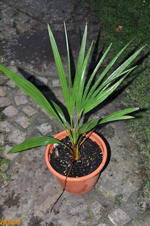 chamaerops humilis