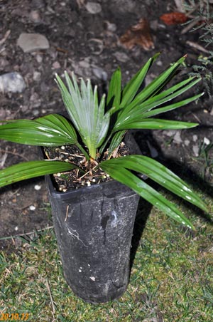 trachycarpus princeps