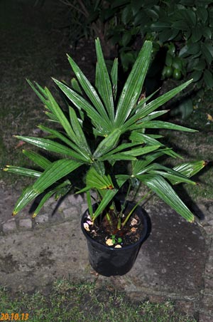 fortunei