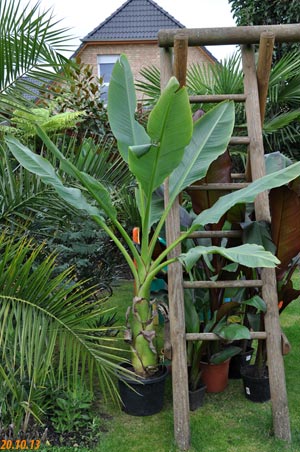 Musella lasiocarpa