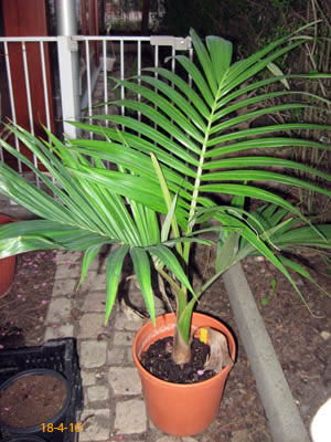 Archontophoenix alexandrae