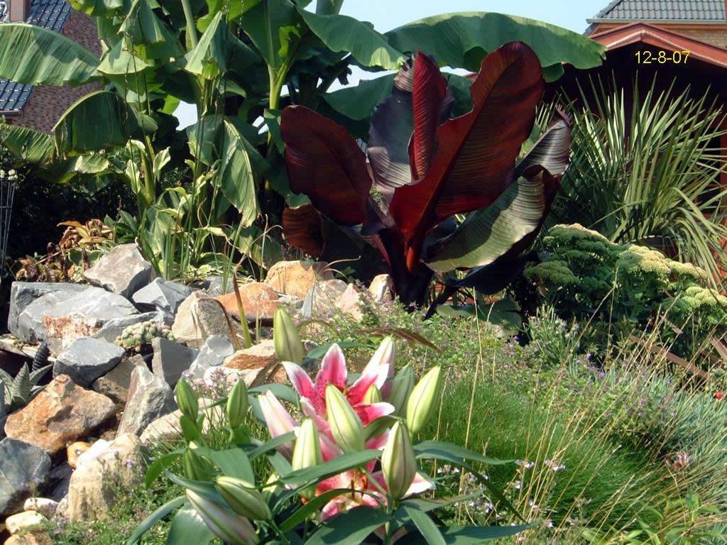 Ensete ventricosum maurelii