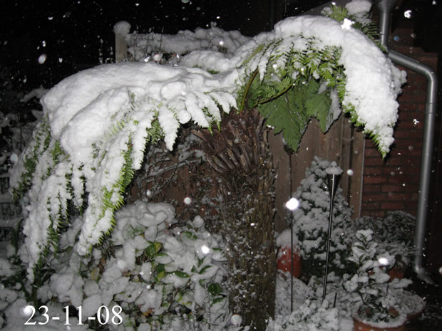 Baumfarn Schnee