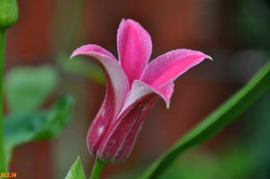 clematis