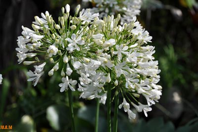 agapanthus