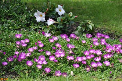 delosperma