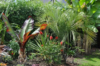 callistemon