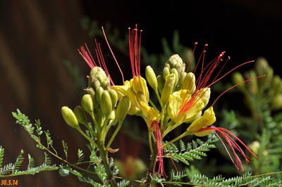 caesalpinia gilliesii