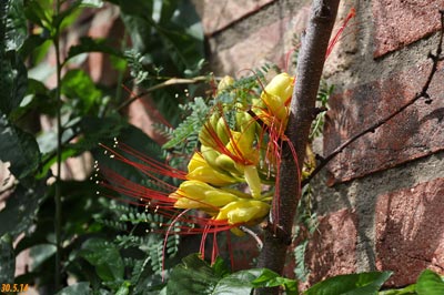 caesalpinia