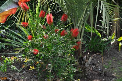 callistemon