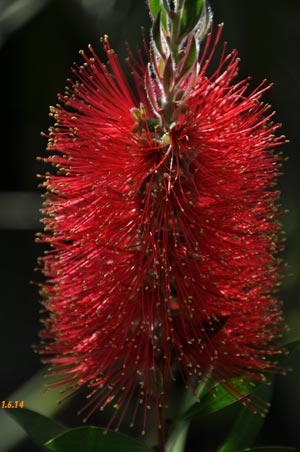 callistemon