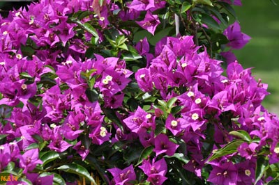 Bougainvilla