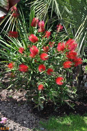 callistemon