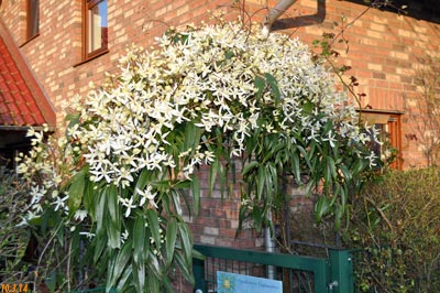 clematis armandi