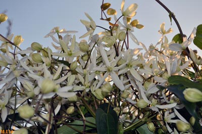 clematis armandi