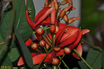 Korallenstrauch Erythrina crista-galli