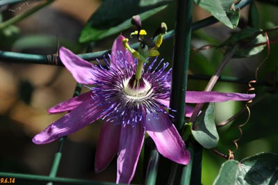 passiflora