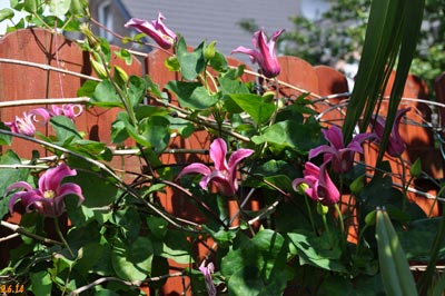 clematis