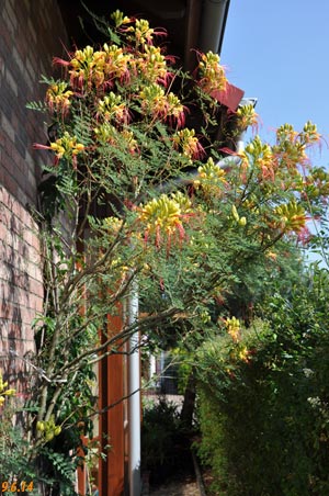 caesalpinia