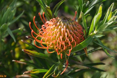 leucospermum