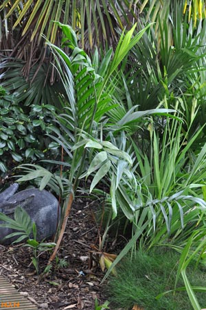 chamaedorea