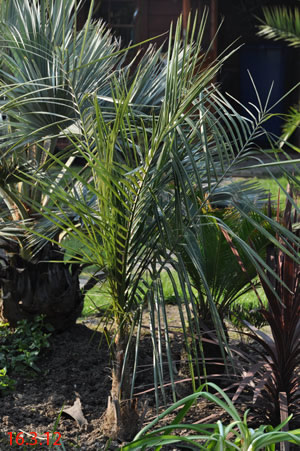 parajubaea torallyi var. torallyi