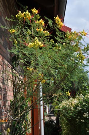 caesalpinia