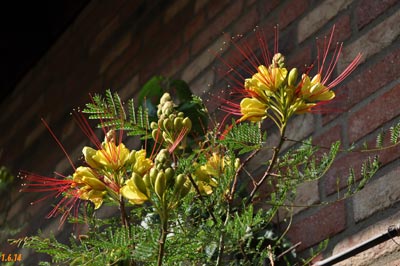 Caesalpinia gilliiesii