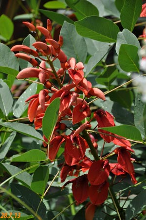 Erythrina crista-galli