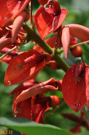 Erythrina crista-galli