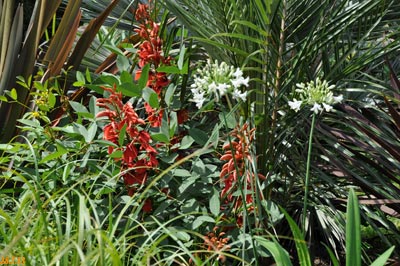 Erythrina crista-galli