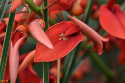 Erythrina crista-galli