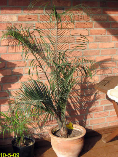 efeutute weint XXL Efeutute Scindapsus 150cm  Green Me Up