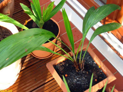 Restinga-Palme Pflanze 30-40cm Allagoptera arenaria 