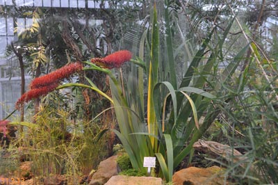 xeronema callistemon