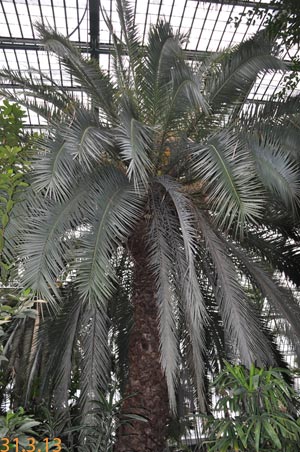phoenix canariensis