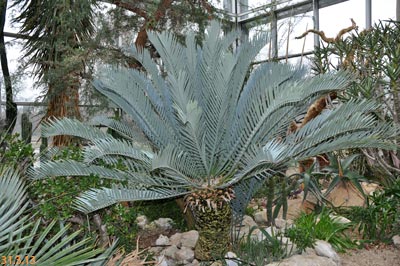 E.lehmanii