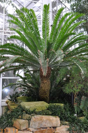 e.altensteinii