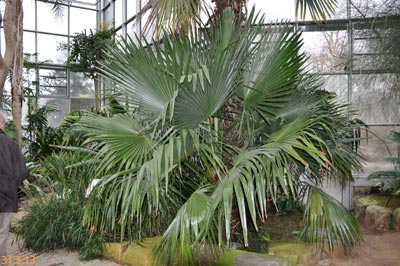 T.acanthocoma