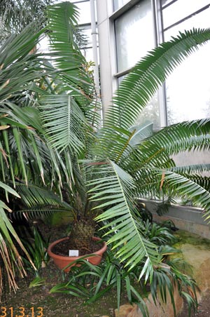 Dioon spinulosum