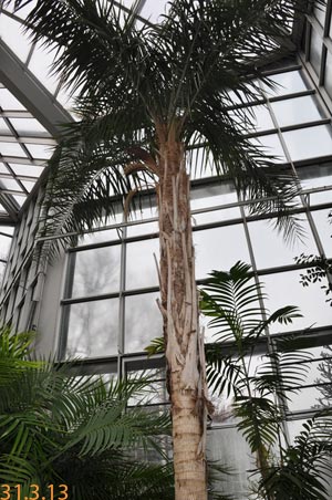 syagrus comosa