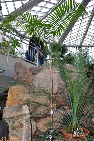 carpentaria acuminata