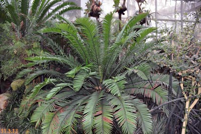 Encephalartos lebomboensis