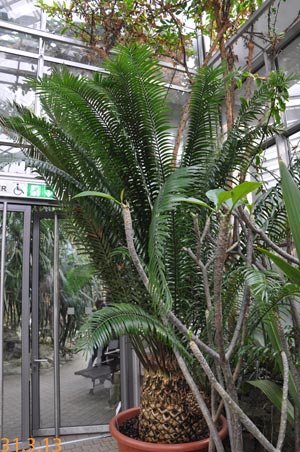 Cycas thouarsii