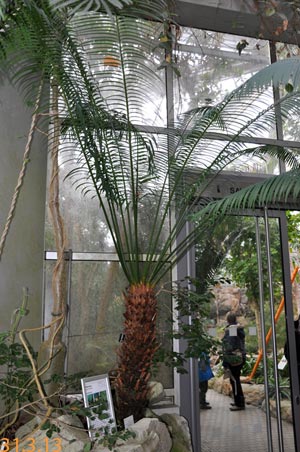 Cycas thouarsii