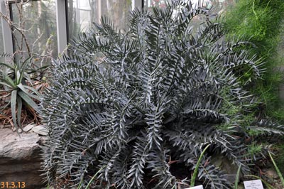 encephalartos horridus