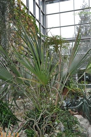hyphaene coriacea