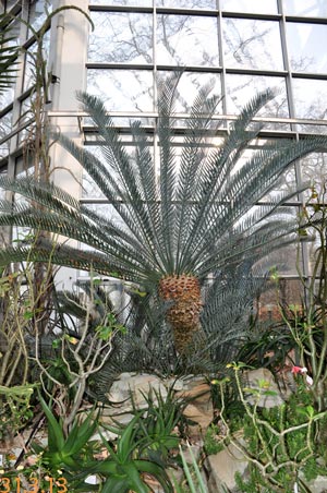 encephalartos
